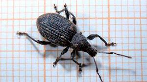 Vine weevil